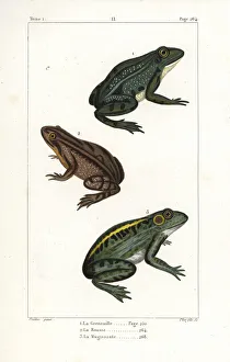 Common European frog and American bullfrog Common European frog and American bullfrog