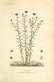 Common flax or linseed, Linum usitatissimum Common flax or linseed, Linum usitatissimum