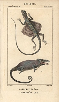 Common flying dragon, Draco volans, and two-horned Common flying dragon, Draco volans, and two-horned
