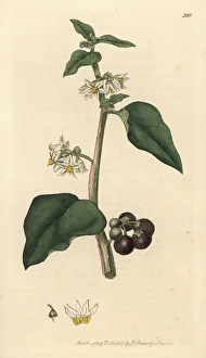 Common or garden nightshade, Solanum nigrum Common or garden nightshade, Solanum nigrum