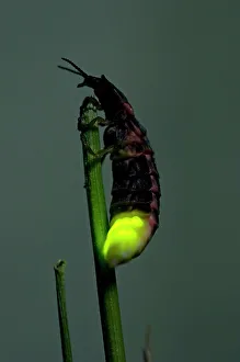 Common Glow-worm - female - attracts males by glowing Common Glow-worm - female - attracts males by glowing