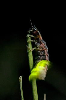 Common Glow-worm - female - climbed on top of a Common Glow-worm - female - climbed on top of a