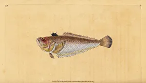 Common or greater weever, Trachinus draco Common or greater weever, Trachinus draco