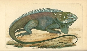 Common or green iguana, Iguana iguana Common or green iguana, Iguana iguana