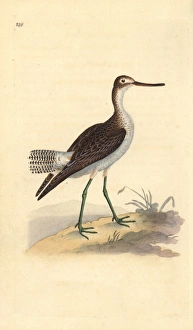 Sandpipers Gallery: 
