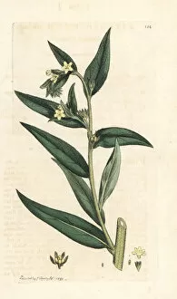 Common gromwell, Lithospermum officinale