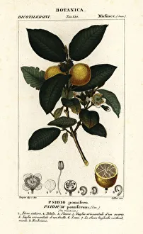 Common guava, Psidium guajava Common guava, Psidium guajava