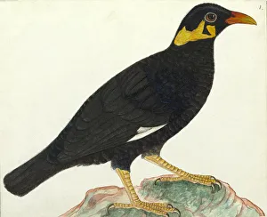 Starlings Gallery: Common Myna Collection