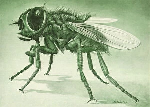 Critter Gallery: Common Housefly Date: 1948
