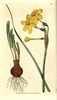 Common jonquil, Narcissus jonquilla