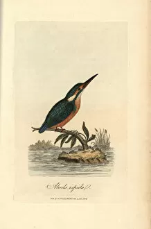 Atthis Collection: Common kingfisher, Alcedo ispida, Alcedo atthis