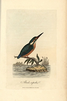 Common kingfisher, Alcedo ispida, Alcedo atthis Common kingfisher, Alcedo ispida, Alcedo atthis