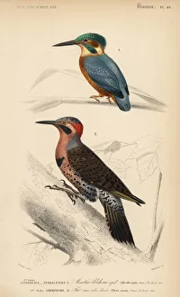 Common kingfisher, Alcedo ispida, and northern Common kingfisher, Alcedo ispida, and northern