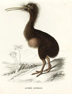 Common kiwi, Apteryx australis Common kiwi, Apteryx australis