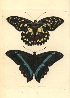 Common lime butterfly and green-banded swallowtail Common lime butterfly and green-banded swallowtail