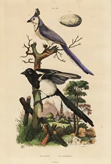 Fries Gallery: Common magpie, Pica pica, and white-throated