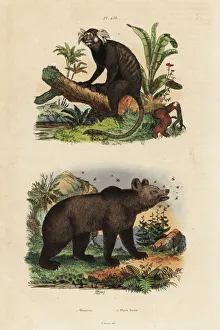 Common marmoset, Callithrix jacchus, and brown Common marmoset, Callithrix jacchus, and brown