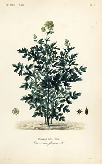 Common meadow rue, Thalictrum flavum, Pigamon des pres. Handcoloured steel engraving by Lebrun after a botanical illustration by Charles Louis Constans from Pierre Oscar Reveil, A. Dupuis, Fr. Gerard and Francois Herincq's La Regne Vegetal: Flore Medicale, L. Guerin, Paris, 1864-1871. Common meadow rue, Thalictrum flavum, Pigamon des pres. Handcoloured steel engraving by Lebrun after a botanical illustration by Charles Louis Constans from Pierre Oscar Reveil, A. Dupuis, Fr. Gerard and Francois Herincq's La Regne Vegetal: Flore Medicale, L. Guerin, Paris, 1864-1871. Common meadow rue, Thalictrum flavum, Pigamon des pres. Handcoloured steel engraving by Lebrun after a botanical illustration by Charles Louis Constans from Pierre Oscar Reveil, A. Dupuis, Fr. Gerard and Francois Herincq's La Regne Vegetal: Flore Medicale, L. Guerin, Paris, 1864-1871. Date: Common meadow rue, Thalictrum flavum