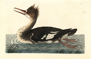 Common merganser duck or goosander, Mergus merganser Common merganser duck or goosander, Mergus merganser