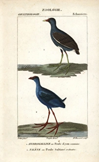 Common moorhen, Gallinula chloropus, and purple Common moorhen, Gallinula chloropus, and purple