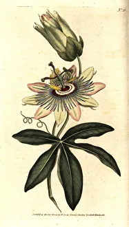 Common passionflower, Passiflora caerulea Common passionflower, Passiflora caerulea