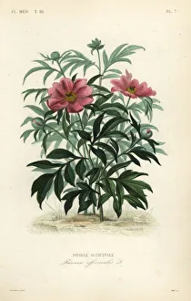 Common peony or garden peony, Paeonia officinalis Common peony or garden peony, Paeonia officinalis
