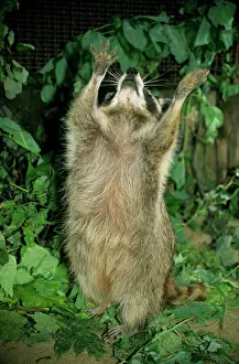 Common Raccoon - adult female, begging for food Common Raccoon - adult female, begging for food