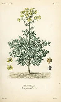 Common rue or herb of grace, Ruta graveolens Common rue or herb of grace, Ruta graveolens