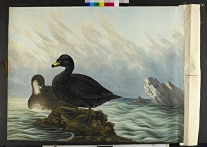 The common scoter, male and female Melanitta nigra The common scoter, male and female Melanitta nigra
