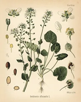 Common scurvygrass, Cochlearia officinalis Common scurvygrass, Cochlearia officinalis
