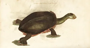 Common snake-necked turtle, Chelodina longicollis Common snake-necked turtle, Chelodina longicollis