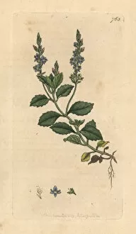 Common speedwell, Veronica officinalis