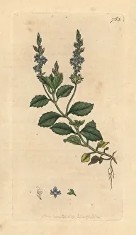 Common speedwell, Veronica officinalis Common speedwell, Veronica officinalis