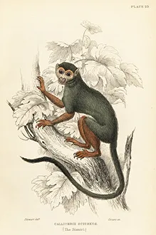 Common squirrel monkey, Saimiri sciureus Common squirrel monkey, Saimiri sciureus