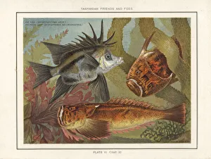 Common stargazer and longsnout boarfish Common stargazer and longsnout boarfish