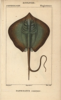 Common stingray, Dasyatis pastinaca Common stingray, Dasyatis pastinaca
