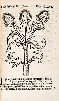 <b class=qtipBold><figcaption>Common Teasles or Shepherd's rod</figcaption></b><br>Common Teasles or Shepherd's rod. Woodcut illustration from Herbolario volgare Date: 1536<br><em>© The John Innes Centre/The John Innes Foundation/Mary Evans</em> Common Teasles or Shepherd's rod
