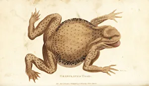 Common toad, Bufo bufo (Granulated toad, Rana ventricosa) Common toad, Bufo bufo (Granulated toad, Rana ventricosa)