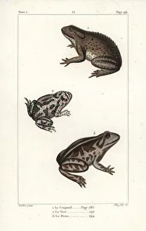 Common toad, European green toad, and spadefoot toad Common toad, European green toad, and spadefoot toad