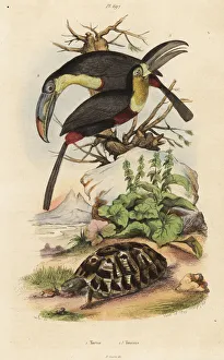 Fries Gallery: Common tortoise, sulfur-breasted toucan