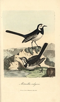 Common wagtail, Motacilla vulgaris, White wagtail Common wagtail, Motacilla vulgaris, White wagtail