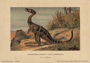 Compsognathus longipes, extinct small, bipedal Compsognathus longipes, extinct small, bipedal
