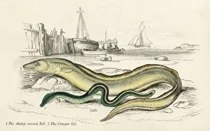 Conger Eel Prints: Conger Eel & Sharp Nosed