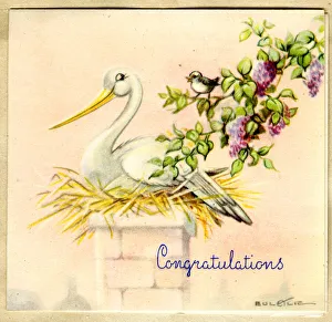 Congratulations card, Stork on her nest Congratulations card, Stork on her nest