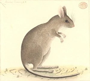 Conilurus albipes, white-footed tree-rat Conilurus albipes, white-footed tree-rat