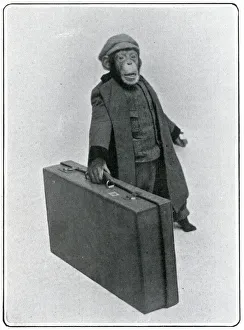 Consul the Chimp at the London Hippodrome Consul the Chimp at the London Hippodrome