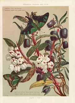 Copperleaf snowberry and purple apple-berry Copperleaf snowberry and purple apple-berry