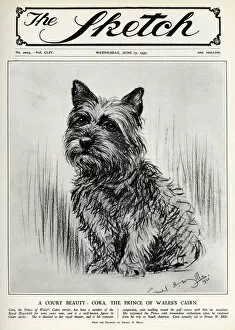 Cairn Gallery: Cora the Cairn Terrier belonging to the Prince of Wales
