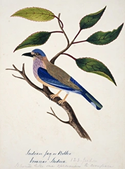 Coracias benghalensis, Indian roller Coracias benghalensis, Indian roller