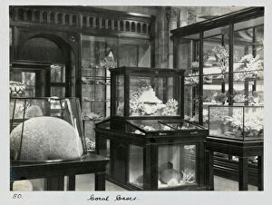 Images Dated 15th July 2013: Coral Gallery c. 1895